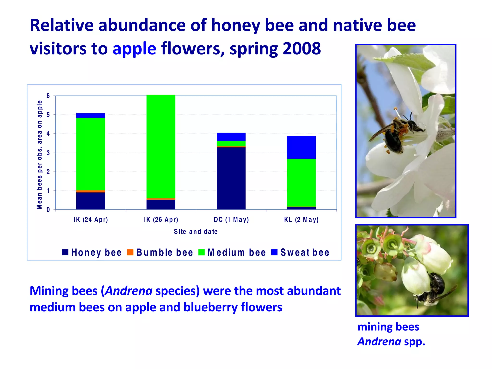 Relative abundance of honey bee and native bee visitors to  apple  flowers, spring 2008 Mining bees ( Andrena  species) were the most abundant medium bees on apple and blueberry flowers mining bees Andrena  spp. 