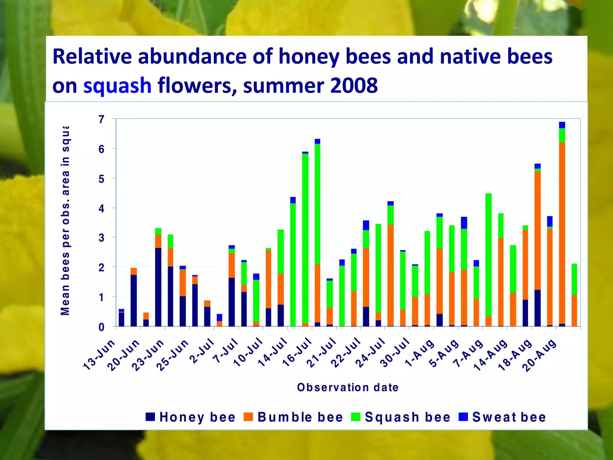 Relative abundance of honey bees and native bees on  squash  flowers, summer 2008 