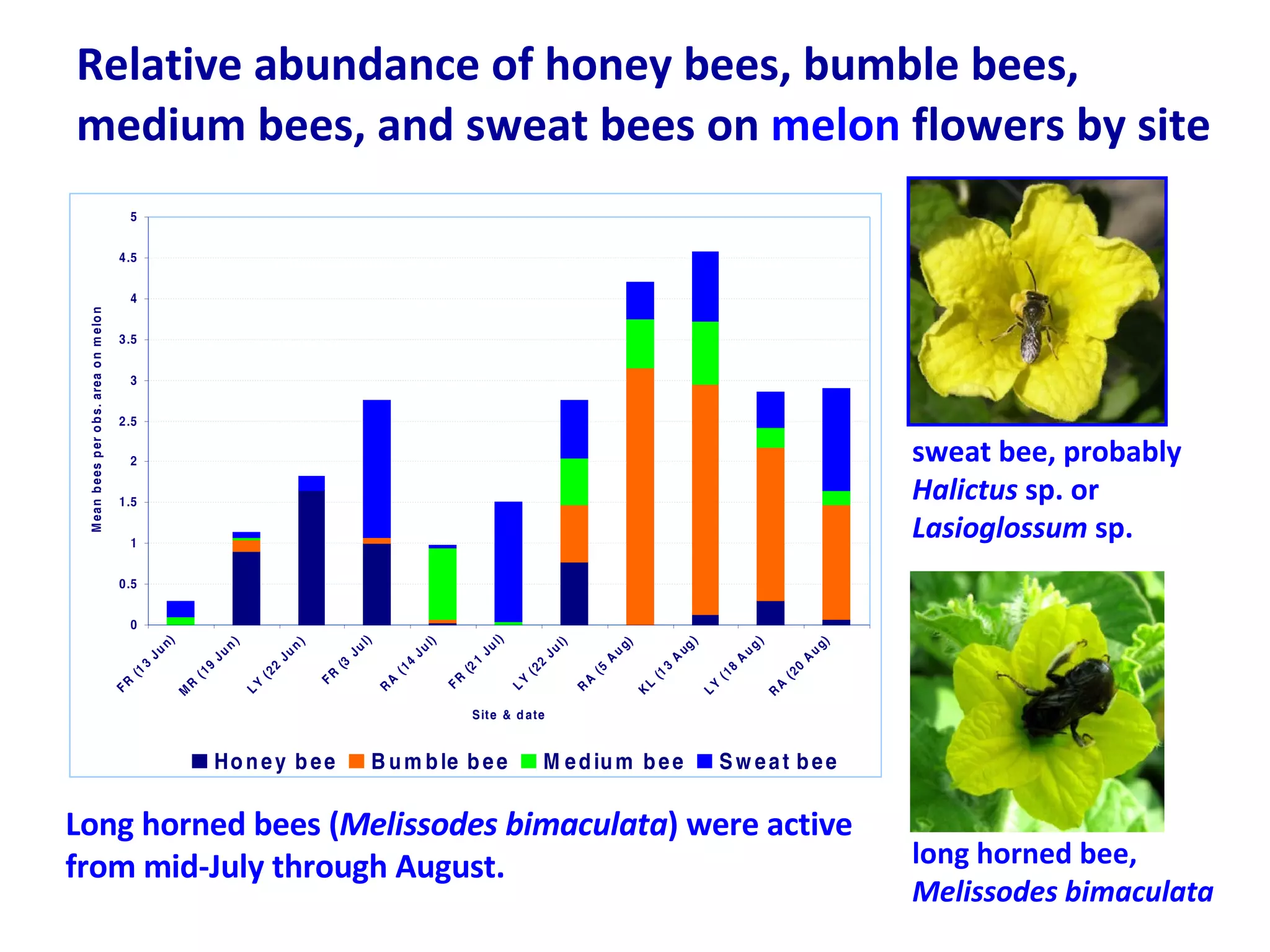 Relative abundance of honey bees, bumble bees, medium bees, and sweat bees on  melon  flowers by site sweat bee, probably  Halictus  sp. or  Lasioglossum  sp. long horned bee,  Melissodes bimaculata Long horned bees ( Melissodes bimaculata ) were active from mid-July through August. 