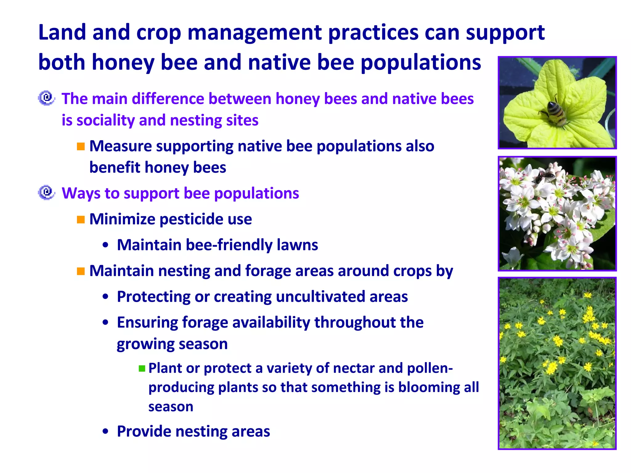 Land and crop management practices can support both honey bee and native bee populations The main difference between honey bees and native bees is sociality and nesting sites Measure supporting native bee populations also benefit honey bees Ways to support bee populations Minimize pesticide use Maintain bee-friendly lawns Maintain nesting and forage areas around crops by Protecting or creating uncultivated areas Ensuring forage availability throughout the growing season Plant or protect a variety of nectar and pollen-producing plants so that something is blooming all season Provide nesting areas 