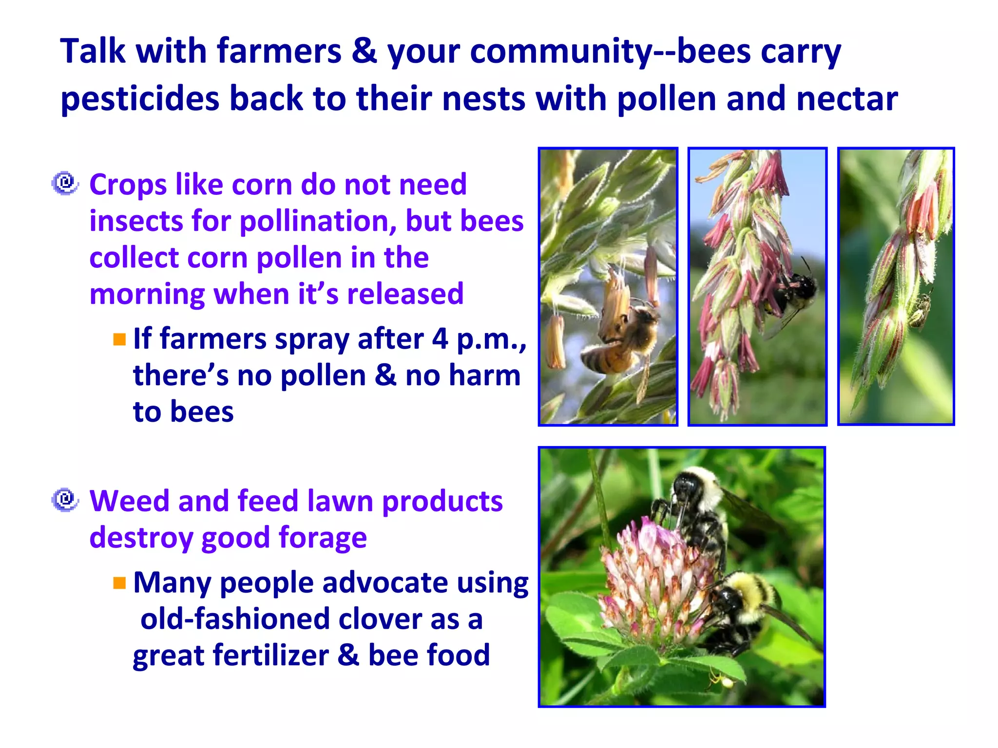 Talk with farmers & your community--bees carry pesticides back to their nests with pollen and nectar  Crops like corn do not need insects for pollination, but bees collect corn pollen in the morning when it’s released If farmers spray after 4 p.m., there’s no pollen & no harm to bees Weed and feed lawn products destroy good forage  Many people advocate using  old-fashioned clover as a great fertilizer & bee food 