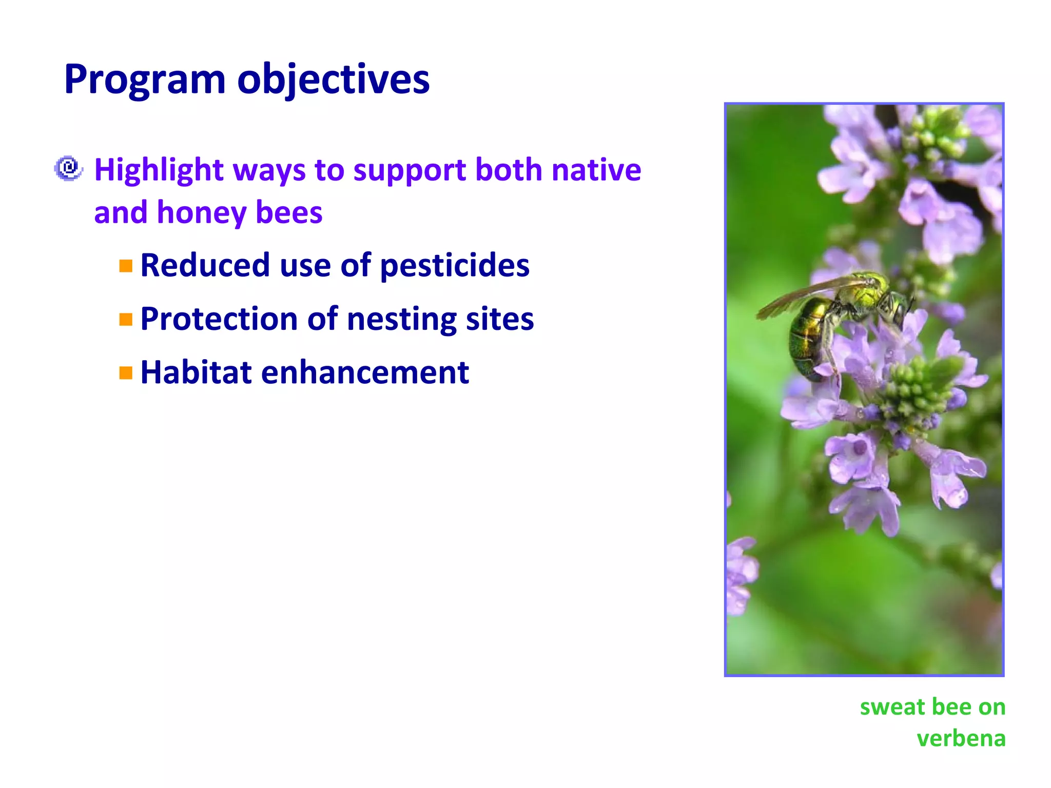 Program objectives Highlight ways to support both native and honey bees Reduced use of pesticides Protection of nesting sites Habitat enhancement sweat bee on verbena 