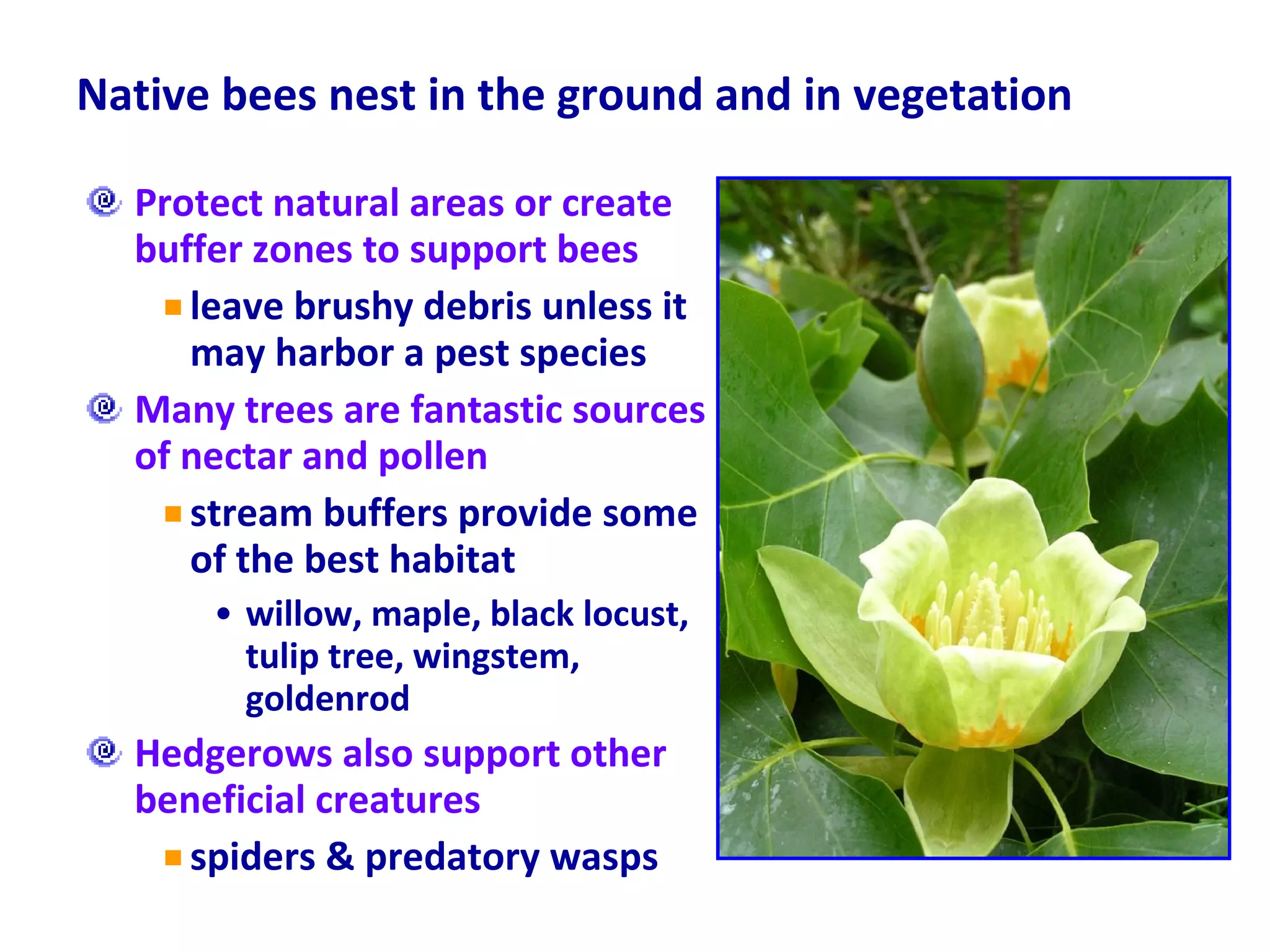 Native bees nest in the ground and in vegetation Protect natural areas or create buffer zones to support bees leave brushy debris unless it may harbor a pest species Many trees are fantastic sources of nectar and pollen stream buffers provide some of the best habitat willow, maple, black locust, tulip tree, wingstem, goldenrod Hedgerows also support other beneficial creatures spiders & predatory wasps 