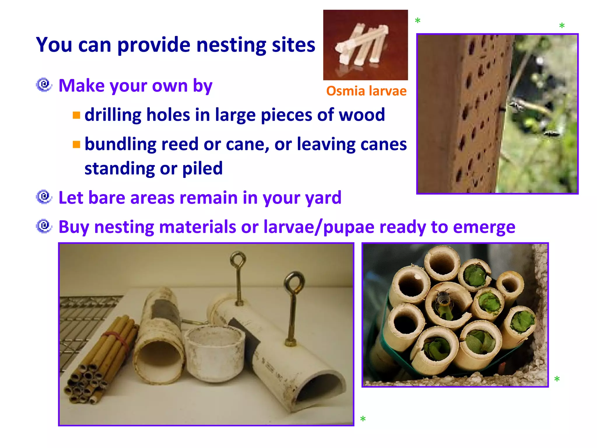 You can provide nesting sites  Make your own by  drilling holes in large pieces of wood  bundling reed or cane, or leaving canes  standing or piled Let bare areas remain in your yard Buy nesting materials or larvae/pupae ready to emerge * * * * Osmia larvae 