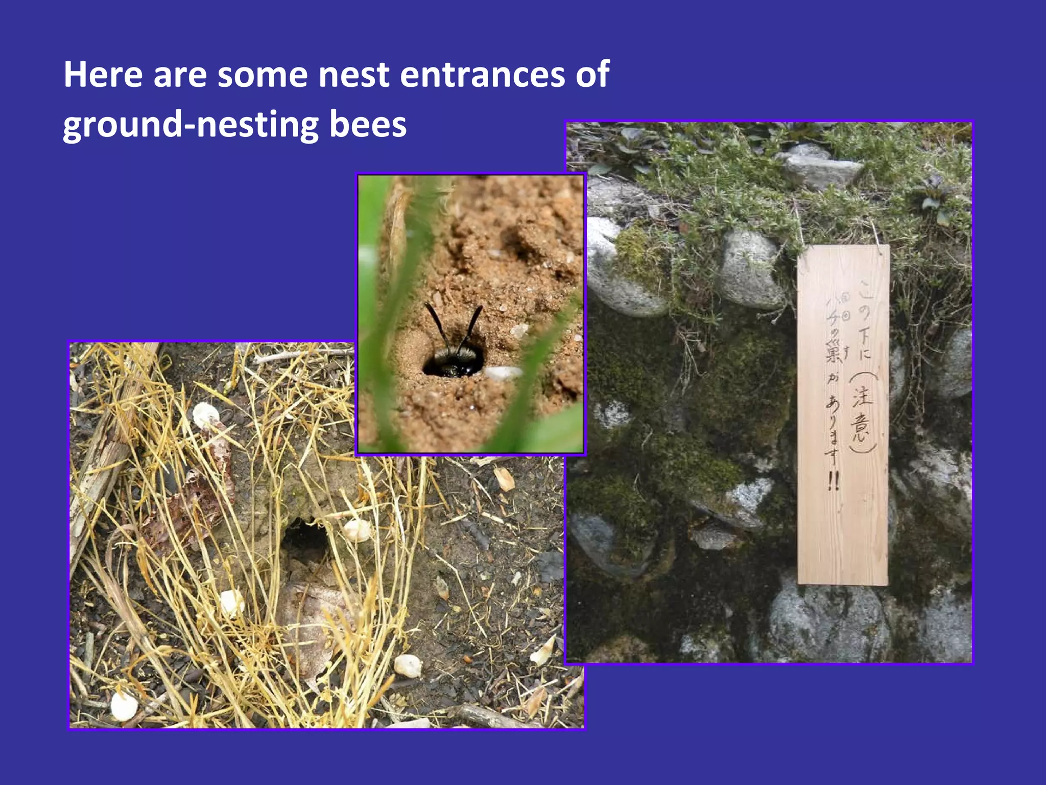 Here are some nest entrances of ground-nesting bees 