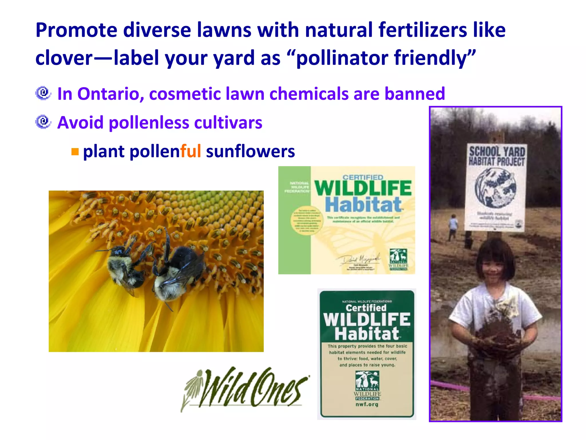Promote diverse lawns with natural fertilizers like clover—label your yard as “pollinator friendly”  In Ontario, cosmetic lawn chemicals are banned Avoid pollenless cultivars plant pollen ful  sunflowers 