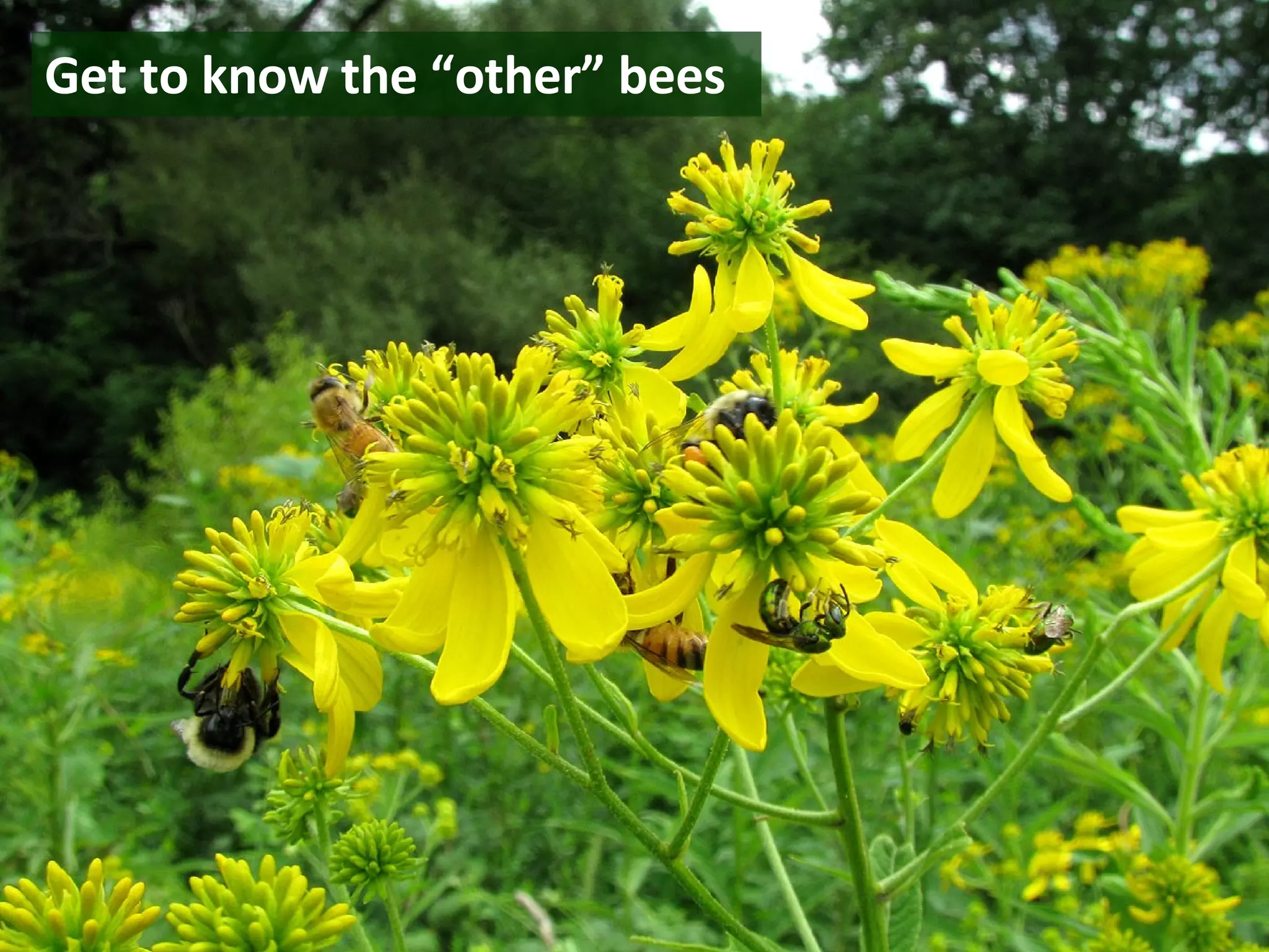 Get to know the “other” bees   