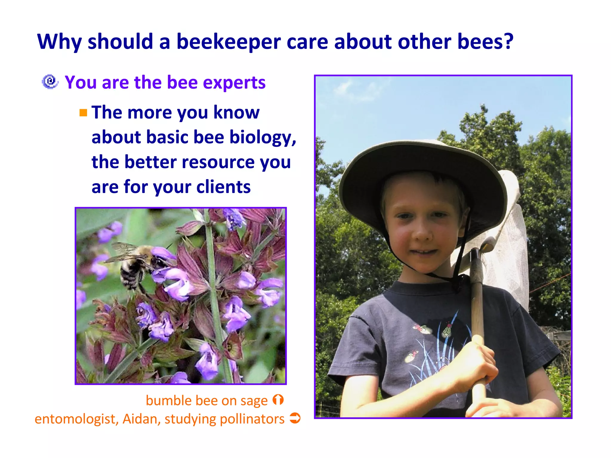 Why should a beekeeper care about other bees? You are the bee experts The more you know about basic bee biology, the better resource you are for your clients bumble bee on sage     entomologist, Aidan, studying pollinators   