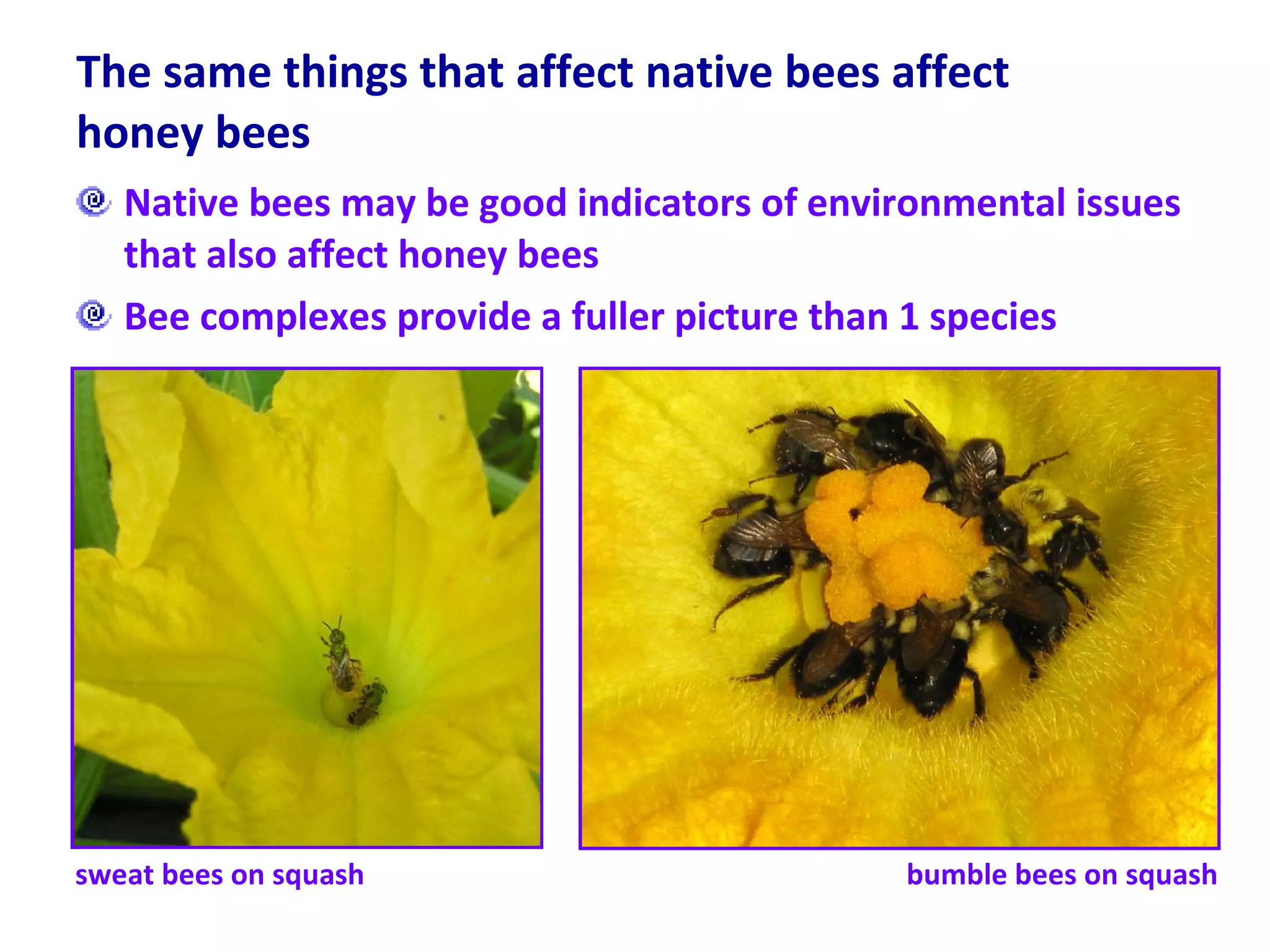 The same things that affect native bees affect honey bees  Native bees may be good indicators of environmental issues that also affect honey bees Bee complexes provide a fuller picture than 1 species sweat bees on squash bumble bees on squash 