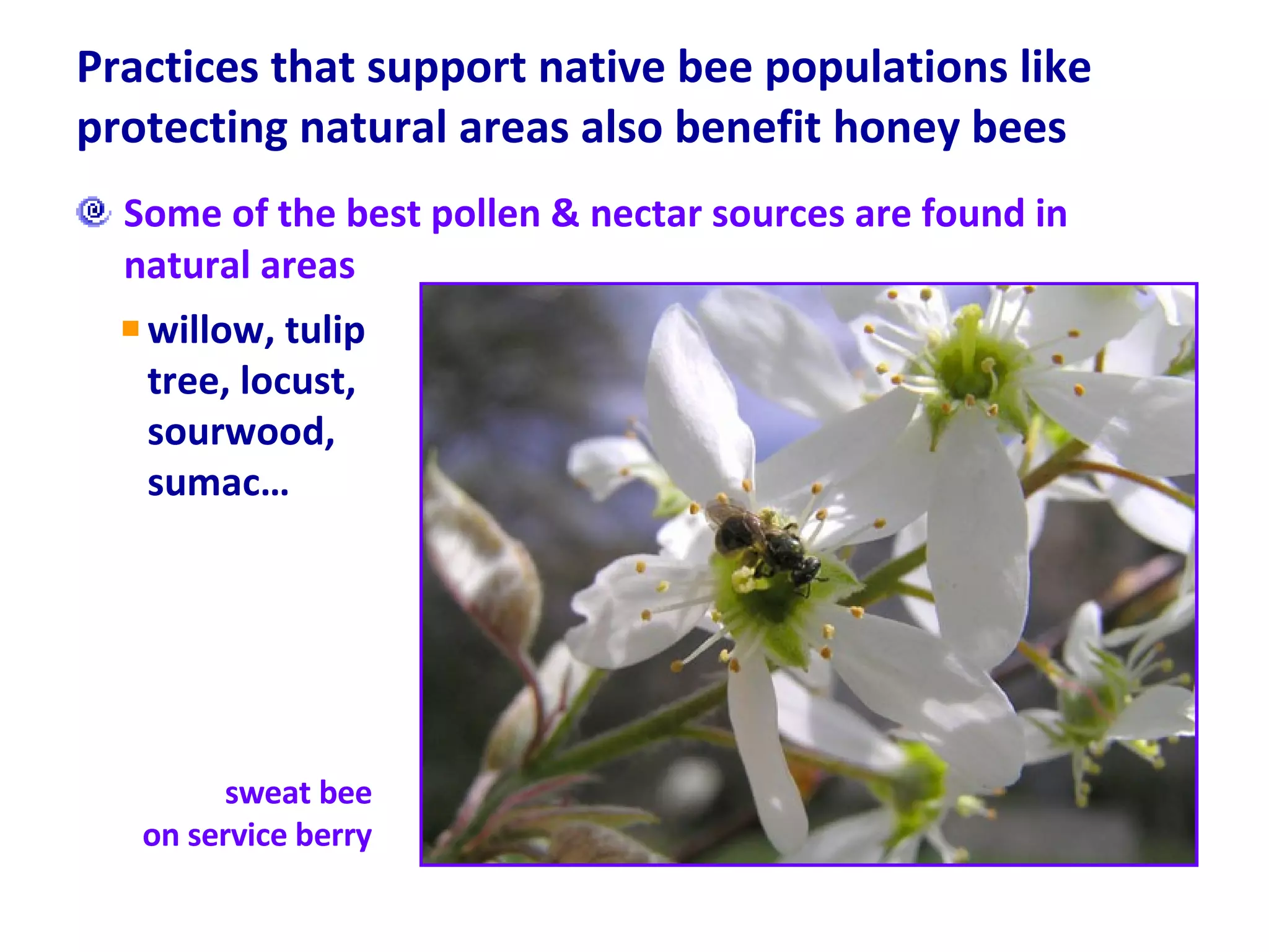 Practices that support native bee populations like protecting natural areas also benefit honey bees Some of the best pollen & nectar sources are found in natural areas willow, tulip tree, locust, sourwood, sumac… sweat bee  on service berry  