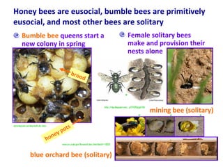 Native Bee Pollinators for Crops | PPT
