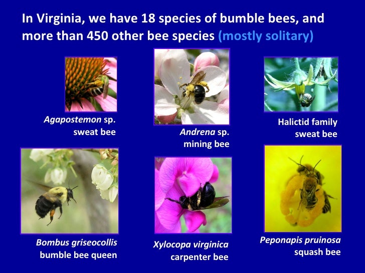 Native Bee Pollinators for Crops