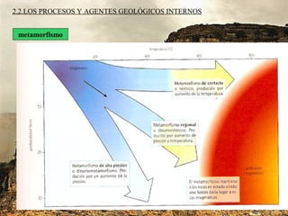 2.2.LOS PROCESOS Y AGENTES GEOLÓGICOS INTERNOS
metamorfismo
origina las rocas metamórficas
cambios en tipo/ disposición de los minerales
(SIN LLEGAR A FUSIÓN)
tipos:
de contacto(↑ Tª)
regional(↑ TªyP)
de alta presión
ambientes metamórficos:
zonas de subducción
zonas de colisión continental
 