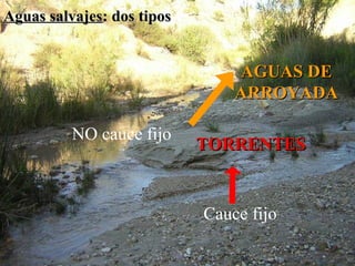 Aguas salvajesAguas salvajes: dos tipos: dos tipos
AGUAS DEAGUAS DE
ARROYADAARROYADA
TORRENTESTORRENTES
NO cauce fijo
Cauce fijo
 