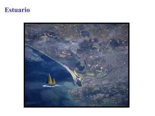Estuario
 