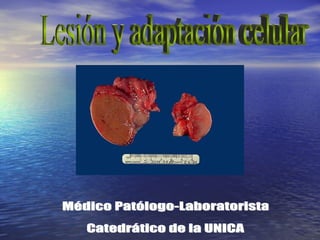 Lesión y adaptación celular Médico Patólogo-Laboratorista Catedrático de la UNICA 