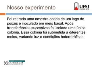 Nosso experimento 
Foi retirado uma amostra obtida de um lago de 
peixes e inoculado em meio basal. Após 
transferências sucessivas foi isolada uma única 
colônia. Essa colônia foi submetida a diferentes 
meios, variando luz e condições heterotróficas. 
 