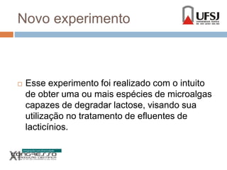 Novo experimento 
 Esse experimento foi realizado com o intuito 
de obter uma ou mais espécies de microalgas 
capazes de degradar lactose, visando sua 
utilização no tratamento de efluentes de 
lacticínios. 
 