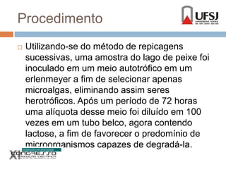 Procedimento 
 Utilizando-se do método de repicagens 
sucessivas, uma amostra do lago de peixe foi 
inoculado em um meio autotrófico em um 
erlenmeyer a fim de selecionar apenas 
microalgas, eliminando assim seres 
herotróficos. Após um período de 72 horas 
uma alíquota desse meio foi diluído em 100 
vezes em um tubo belco, agora contendo 
lactose, a fim de favorecer o predomínio de 
microorganismos capazes de degradá-la. 
 