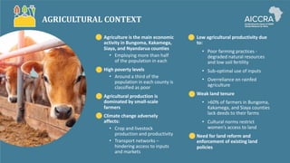 AGRICULTURAL CONTEXT
Agriculture is the main economic
activity in Bungoma, Kakamega,
Siaya, and Nyandarua counties
Low agricultural productivity due
to:
• Poor farming practices -
degraded natural resources
and low soil fertility
• Employing more than half
of the population in each
High poverty levels • Sub-optimal use of inputs
• Around a third of the
population in each county is
classified as poor
• Overreliance on rainfed
agriculture
Weak land tenure
Agricultural production is
dominated by small-scale
farmers
• >60% of farmers in Bungoma,
Kakamega, and Siaya counties
lack deeds to their farms
Climate change adversely
affects: • Cultural norms restrict
women’s access to land
• Crop and livestock
production and productivity
• Transport networks –
hindering access to inputs
and markets
Need for land reform and
enforcement of existing land
policies
 