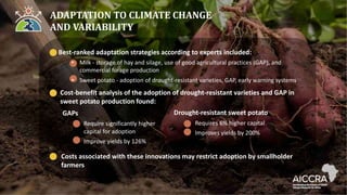 ADAPTATION TO CLIMATE CHANGE
AND VARIABILITY
Best-ranked adaptation strategies according to experts included:
• Milk - storage of hay and silage, use of good agricultural practices (GAP), and
commercial forage production
• Sweet potato - adoption of drought-resistant varieties, GAP, early warning systems
Cost-benefit analysis of the adoption of drought-resistant varieties and GAP in
sweet potato production found:
Drought-resistant sweet potato
Requires 6% higher capital
Improves yields by 200%
GAPs
Require significantly higher
capital for adoption
Improve yields by 126%
Costs associated with these innovations may restrict adoption by smallholder
farmers
 