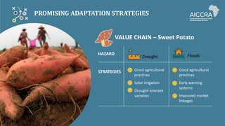 PROMISING ADAPTATION STRATEGIES
VALUE CHAIN – Sweet Potato
HAZARD Floods
Drought
Good agricultural
practices
Good agricultural
practices
STRATEGIES
Solar irrigation Early warning
systems
Drought-tolerant
varieties Improved market
linkages
 