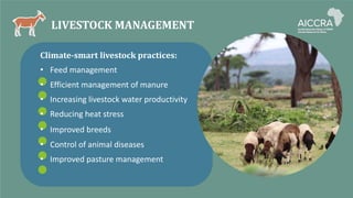LIVESTOCK MANAGEMENT
Climate-smart livestock practices:
• Feed management
• Efficient management of manure
• Increasing livestock water productivity
• Reducing heat stress
• Improved breeds
• Control of animal diseases
• Improved pasture management
 