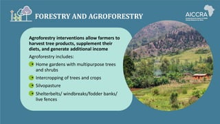 FORESTRY AND AGROFORESTRY
Agroforestry interventions allow farmers to
harvest tree products, supplement their
diets, and generate additional income
Agroforestry includes:
• Home gardens with multipurpose trees
and shrubs
• Intercropping of trees and crops
• Silvopasture
• Shelterbelts/ windbreaks/fodder banks/
live fences
 
