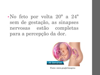 •No feto por volta 20ª a 24ª
sem de gestação, as sinapses
nervosas estão completas
para a percepção da dor.
Fonte: www.google/imagens
 