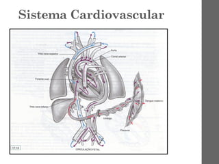 Sistema Cardiovascular
 