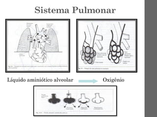 Sistema Pulmonar
Líquido aminiótico alveolar Oxigênio
 