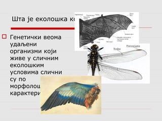 Шта је еколошка конвергенција? 
 Генетички веома 
удаљени 
организми који 
живе у сличним 
еколошким 
условима слични 
су по 
морфолошким 
карактеристикама 
 