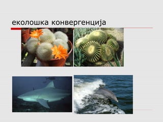 еколошка конвергенција 
