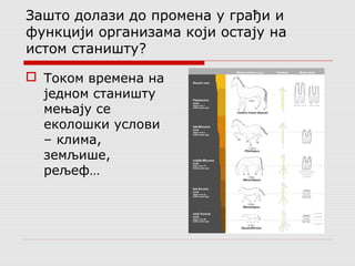 Зашто долази до промена у грађи и 
функцији организама који остају на 
истом станишту? 
 Током времена на 
једном станишту 
мењају се 
еколошки услови 
– клима, 
земљише, 
рељеф… 
 
