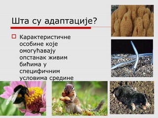 Шта су адаптације? 
 Карактеристичне 
особине које 
омогућавају 
опстанак живим 
бићима у 
специфичним 
условима средине 
 