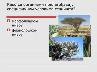 Како се организми прилагођавају 
специфичним условима станишта? 
 морфолошком 
нивоу 
 физиолошком 
нивоу 
 
