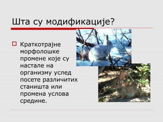 Шта су модификације? 
 Краткотрајне 
морфолошке 
промене које су 
настале на 
организму услед 
посете различитих 
станишта или 
промена услова 
средине. 
 