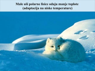 Male uši polarne lisice odaju manje toplote
(adaptacija na niske temperature)
 