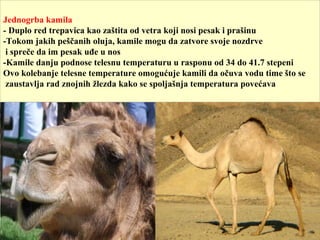 Jednogrba kamila
- Duplo red trepavica kao zaštita od vetra koji nosi pesak i prašinu
-Tokom jakih peščanih oluja, kamile mogu da zatvore svoje nozdrve
i spreče da im pesak uđe u nos
-Kamile danju podnose telesnu temperaturu u rasponu od 34 do 41.7 stepeni
Ovo kolebanje telesne temperature omogućuje kamili da očuva vodu time što se
zaustavlja rad znojnih žlezda kako se spoljašnja temperatura povećava
 