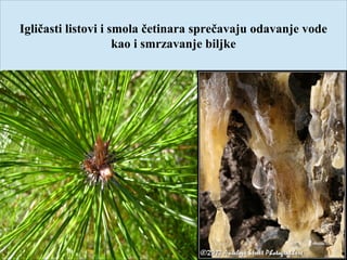 Igličasti listovi i smola četinara sprečavaju odavanje vode
kao i smrzavanje biljke
 