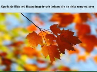 Opadanje lišća kod listopadnog drveća (adaptacija na niske temperature)
 