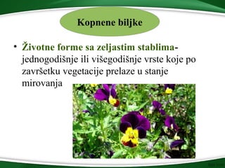• Životne forme sa zeljastim stablima-
jednogodišnje ili višegodišnje vrste koje po
završetku vegetacije prelaze u stanje
mirovanja
Kopnene biljke
 