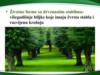 • Životne forme sa drvenastim stablima-
višegodišnje biljke koje imaju čvrsta stabla i
razvijenu krošnju
 