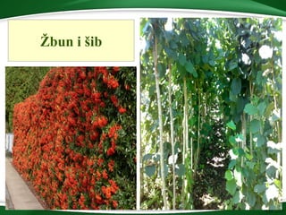 Žbun i šib
 
