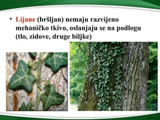 • Lijane (bršljan) nemaju razvijeno
mehaničko tkivo, oslanjaju se na podlogu
(tlo, zidove, druge biljke)
 
