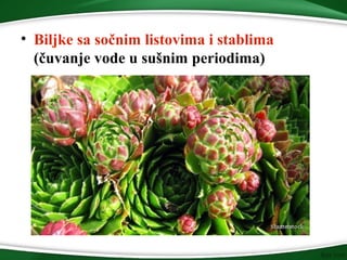 • Biljke sa sočnim listovima i stablima
(čuvanje vode u sušnim periodima)
 