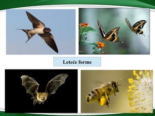Leteće forme
 