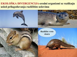 EKOLOŠKA DIVERGENCIJA-srodni organizmi se razlikuju
usled prilagođavanja različitim uslovima
Različite vrste
sisara
 
