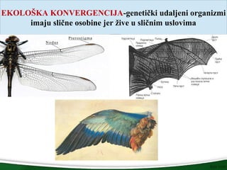 EKOLOŠKA KONVERGENCIJA-genetički udaljeni organizmi
imaju slične osobine jer žive u sličnim uslovima
 