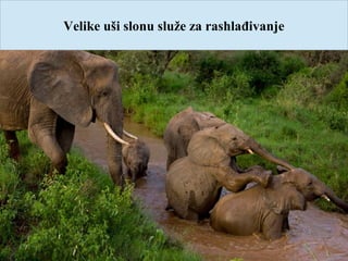 Velike uši slonu služe za rashlađivanje
 